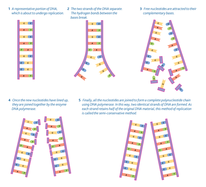 Replication molecules