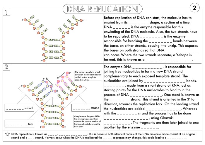 Dna molecule and replication worksheet