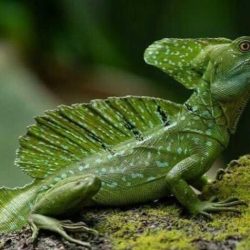 Basilisk lizard green animal wikipedia plumed reptile planet basiliscus amphibians lizards eat water