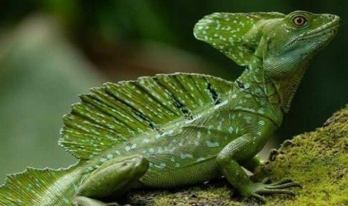 Basilisk lizard green animal wikipedia plumed reptile planet basiliscus amphibians lizards eat water