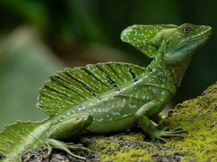 Basilisk lizard green animal wikipedia plumed reptile planet basiliscus amphibians lizards eat water