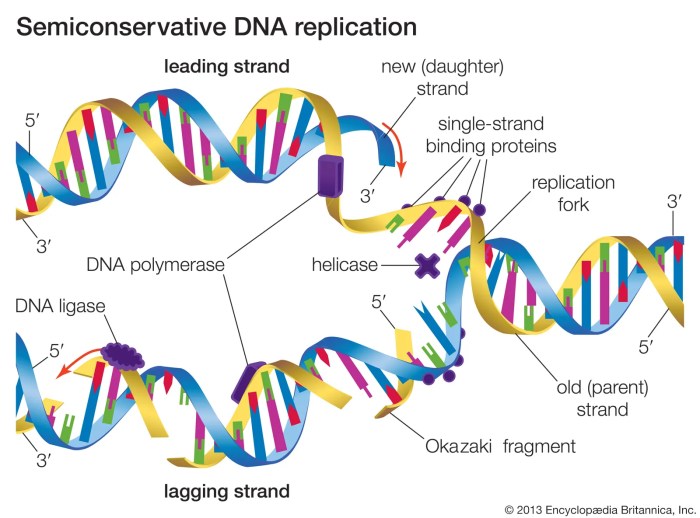 Dna molecule and replication worksheet