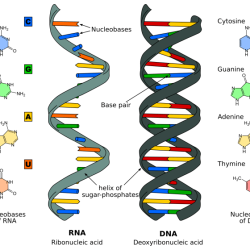 Dna replication coloring transcription molecule pairing helix stranded complementary