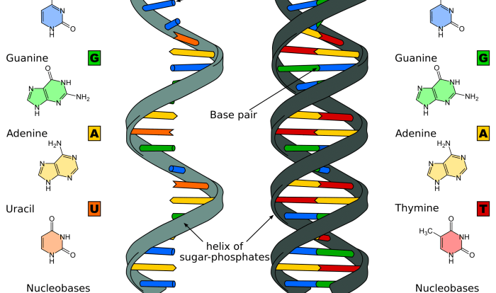 Dna replication coloring transcription molecule pairing helix stranded complementary