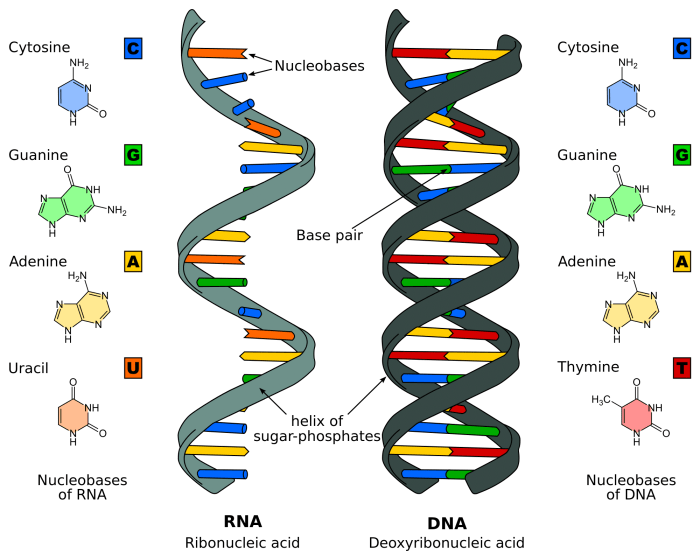 Dna replication coloring transcription molecule pairing helix stranded complementary