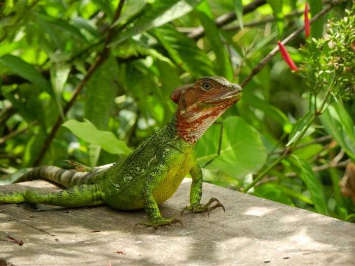 Basilisk plumed reptile basilisks