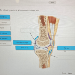 Synovial