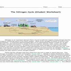 The nitrogen cycle worksheet answers key