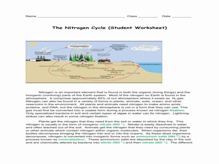 The nitrogen cycle worksheet answers key