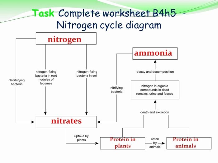 The nitrogen cycle worksheet answers key