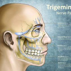 Cranial nerves nursing face school mnemonics tips medcomic nerve cartoon mnemonic medical assessment their assistant physician stuff comic position tumblr