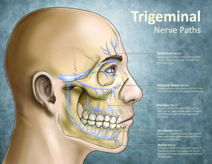 Cranial nerves nursing face school mnemonics tips medcomic nerve cartoon mnemonic medical assessment their assistant physician stuff comic position tumblr