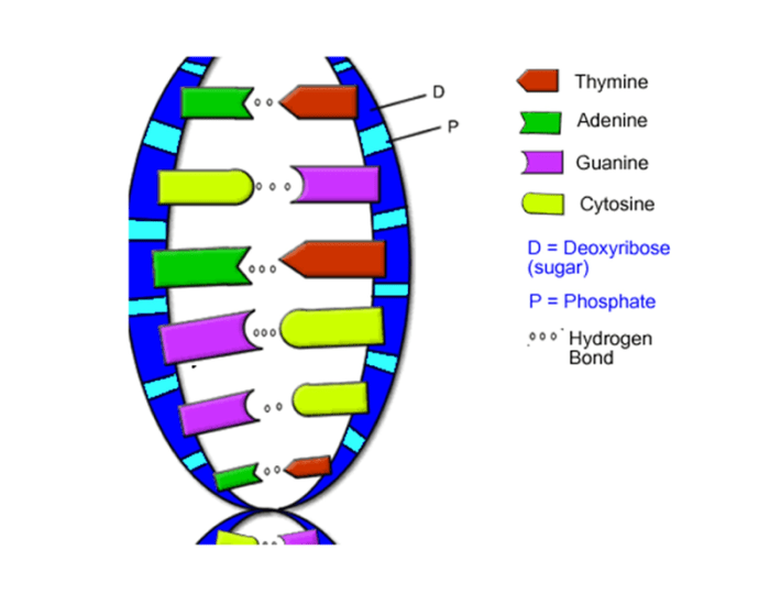 Dna double helix coloring worksheet answer key