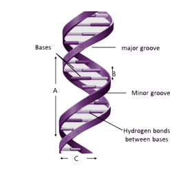 Dna helix worksheet double coloring key worksheets color answer drawing choose board pages gif sketch printable