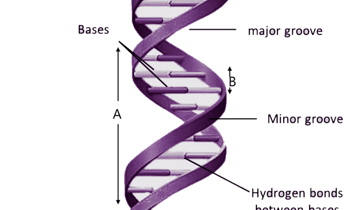 Dna helix worksheet double coloring key worksheets color answer drawing choose board pages gif sketch printable