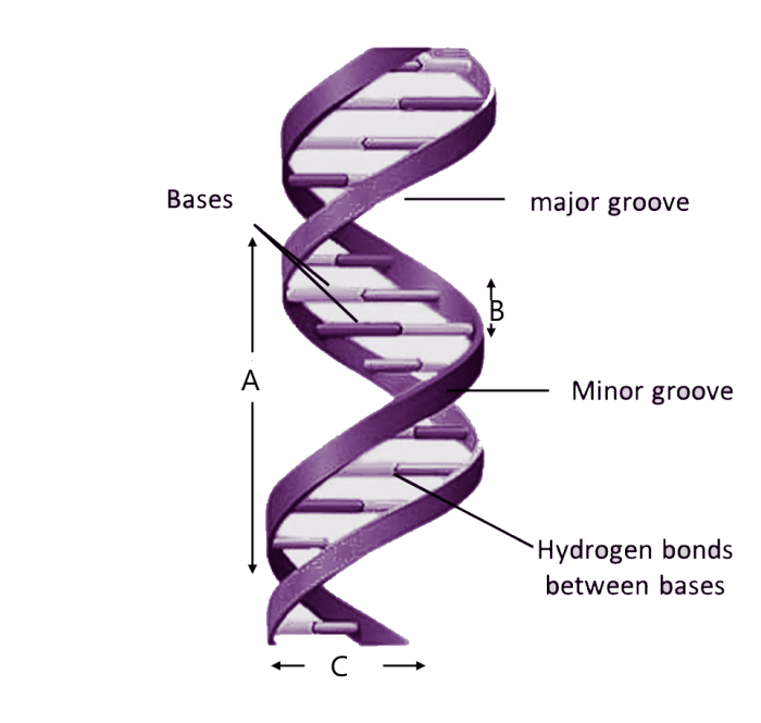 Dna helix worksheet double coloring key worksheets color answer drawing choose board pages gif sketch printable