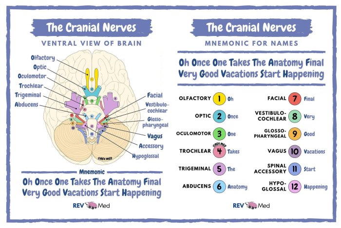 Migraine headaches and trigeminal neuralgia are examples of _____.